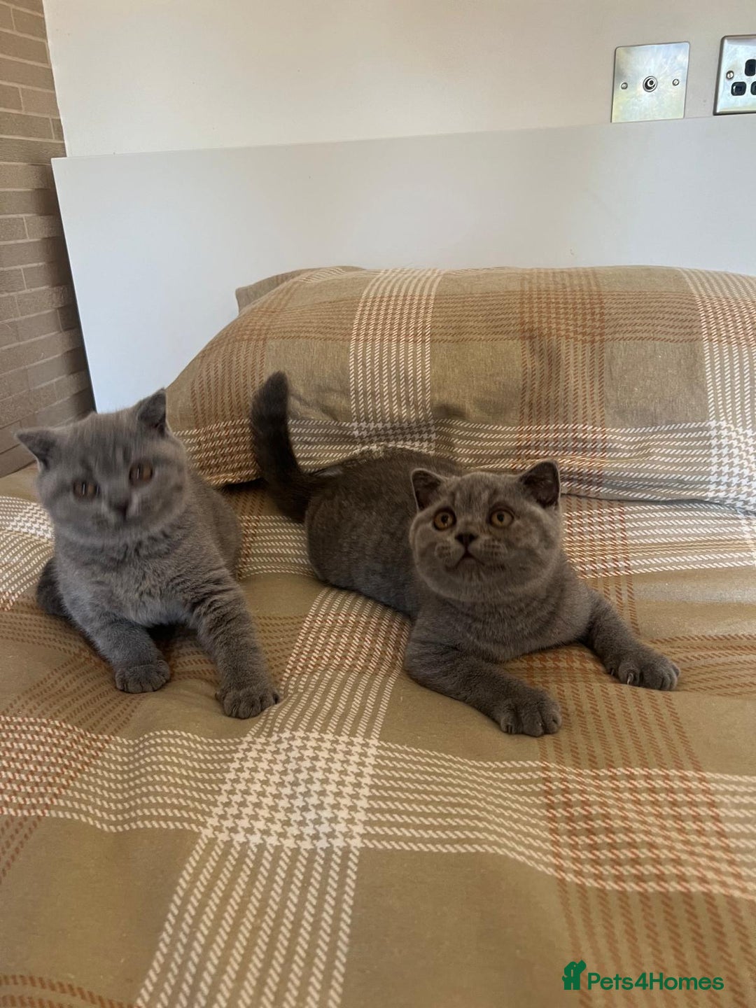 British Shorthair cats for sale: Gorgeous Brittsh Kittens Fully Vaccinated  - Image 22