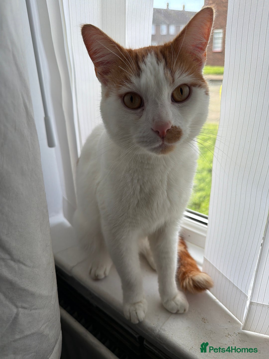 British Shorthair cats for sale: White and ginger cat  - Advert 1