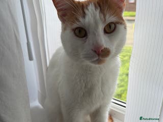 British Shorthair cats White and ginger cat - Advert 5