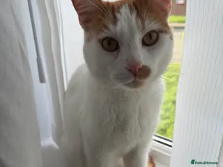 British Shorthair cats British short hair - Advert 14