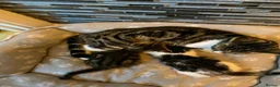 Mixed Breed cats for sale: Two beautiful kittens - Advert 6