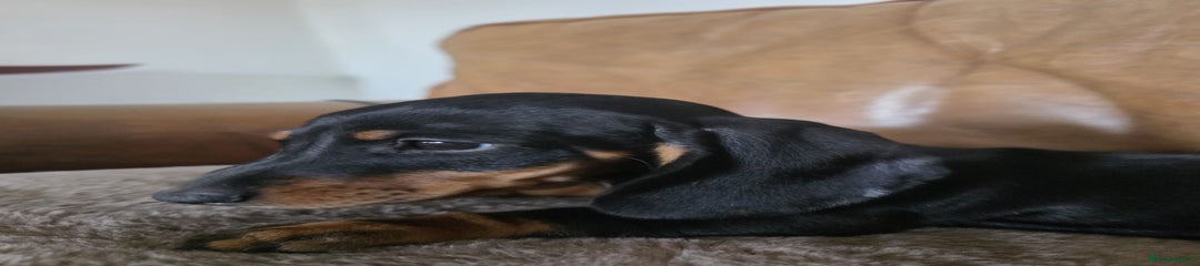 Miniature Dachshund Puppy 2