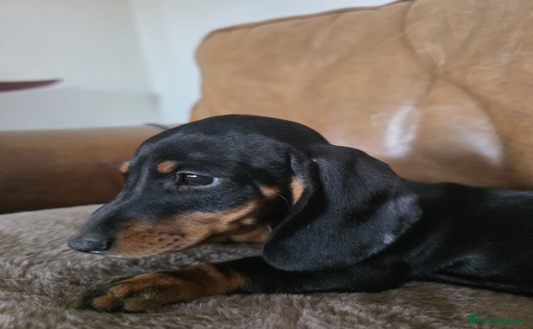 Miniature Dachshund dogs - Advert 1