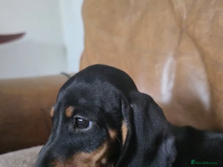 Miniature Dachshund dogs - Advert 18