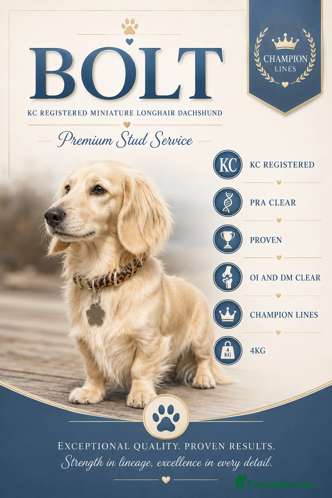 Miniature Dachshund dogs for stud: Cream long haired stud mini dachshund - Advert 1