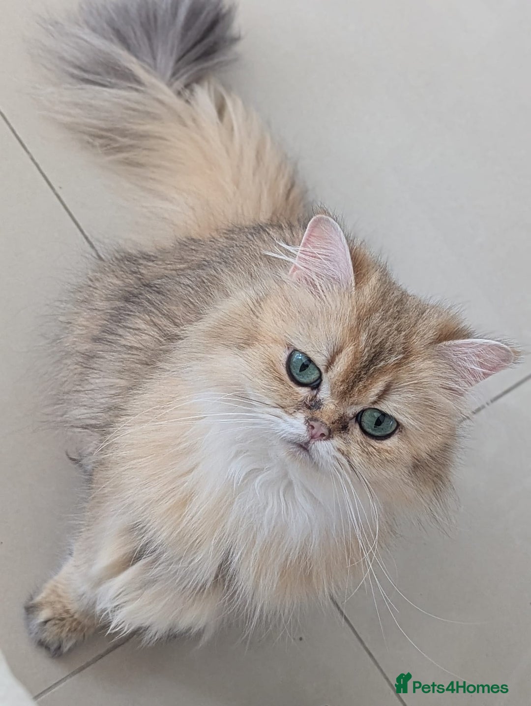 British Longhair cats for sale: Stunning British Longhair Kittens - Goldy & Snowy! - Advert 13