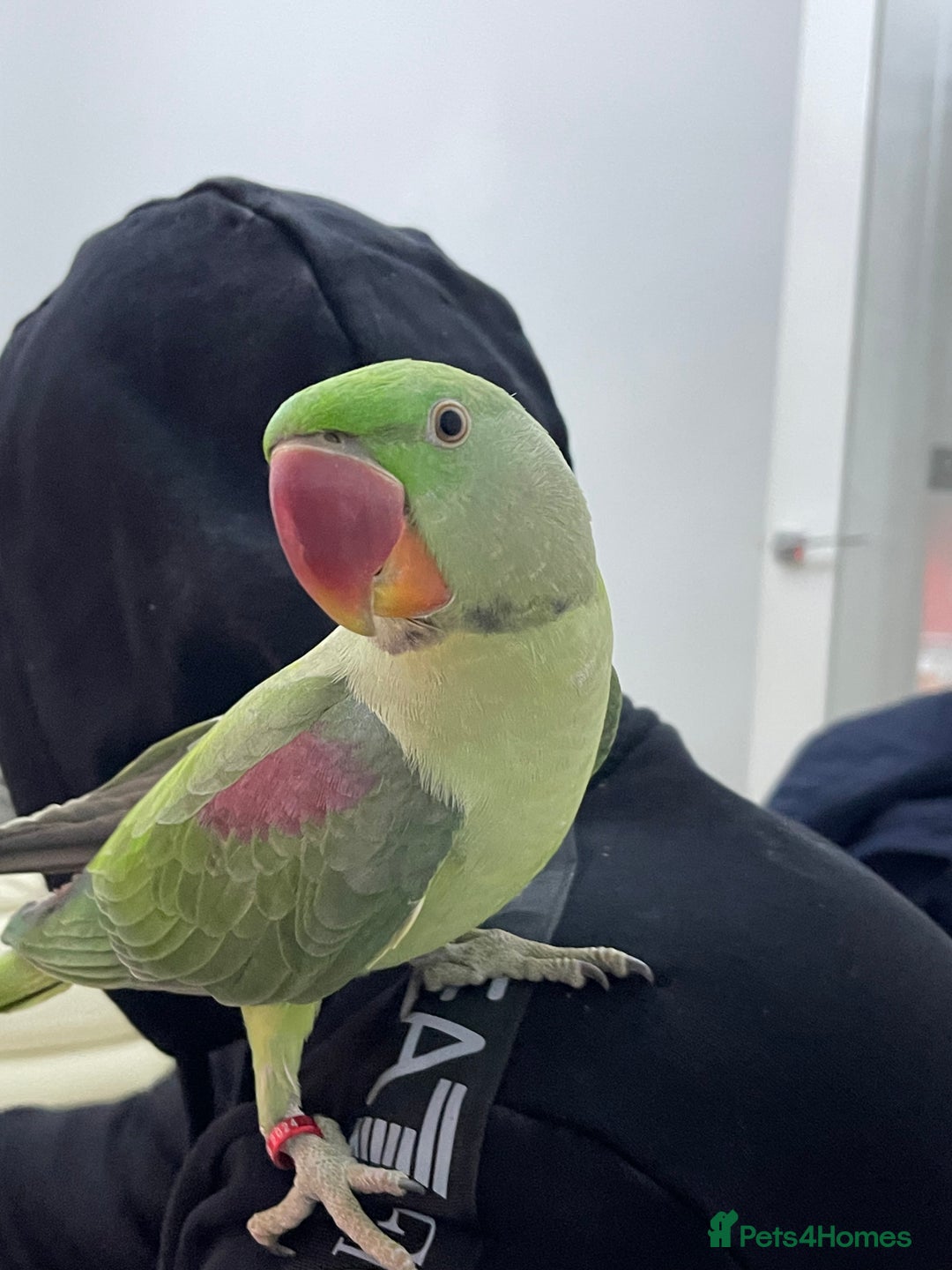 Parakeets birds for sale: Parakeet Alexandra parrot talks - Advert 7