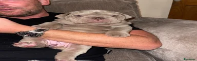 English Bulldog 2
