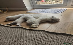 Scottish Fold cats for sale: Beautiful Scotish fold  - Image 5