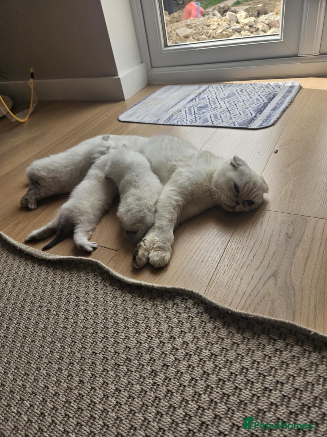 Scottish Fold cats for sale: Beautiful Scotish fold  - Image 5