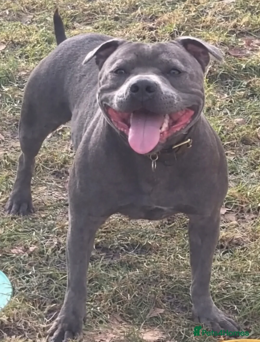 Staffordshire Bull Terrier dogs for sale: Geministaffs zee & maximus (4⭐️licensed breeders) - Advert 3