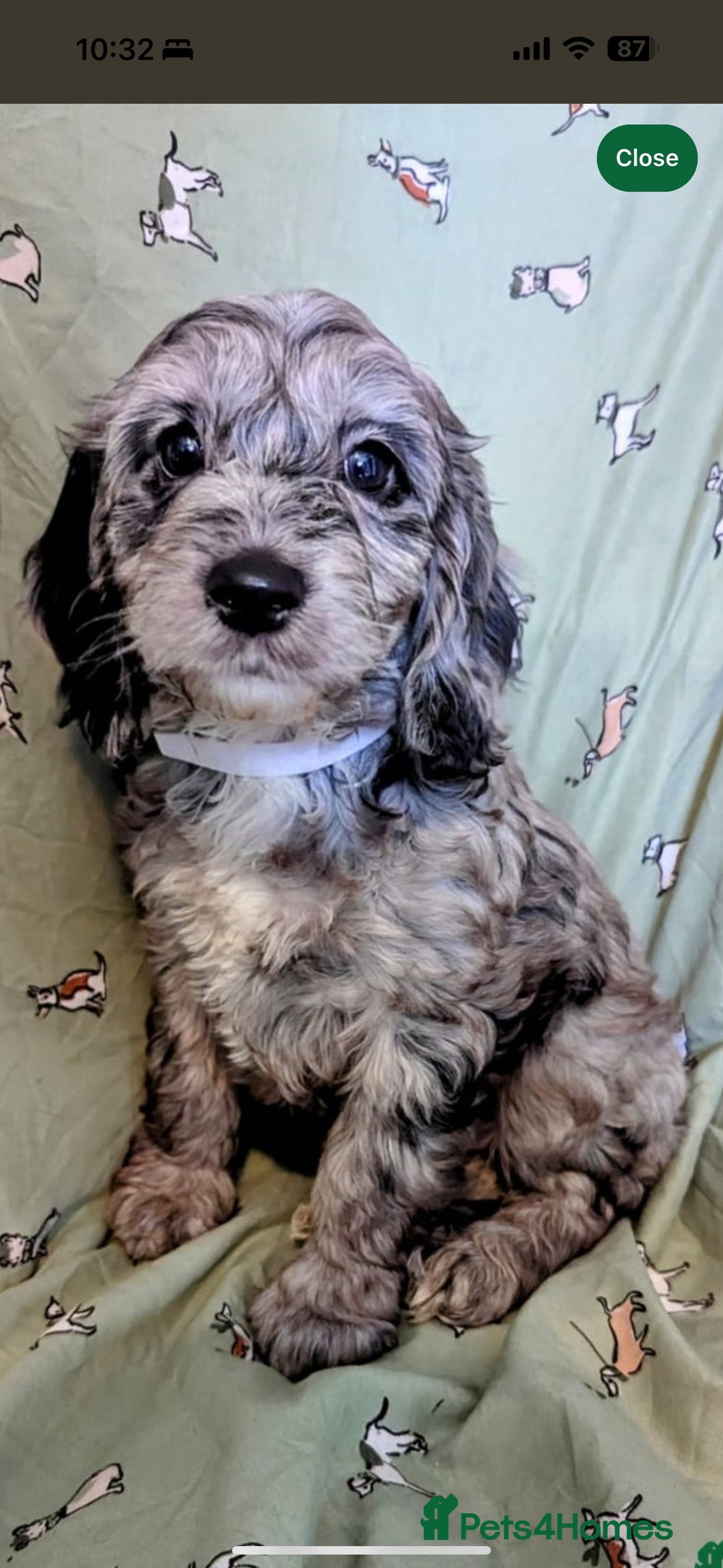 Cockapoo dogs for sale: Beautiful, gentle, fully-trained Merle Cockapoo - Advert 4