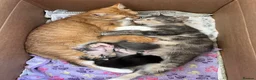 Mixed Breed cats for sale: Ragdoll cross Kittens for sale  in Taunton - Advert 8