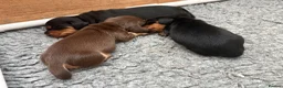 Miniature Dachshund dogs for sale: Stunning Miniature Silky Wire Haired Dachshunds  in Torquay - Advert 5