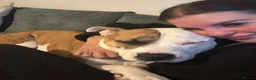 Mixed Breed dogs for sale: Staffie x Boxer - Advert 11