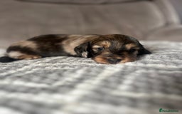 Miniature Dachshund dogs for sale: KC Longhaired Miniature Dachshunds  - Image 33