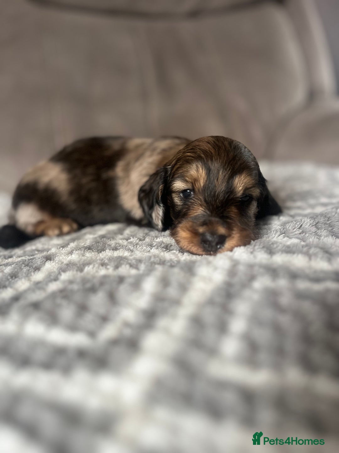 Miniature Dachshund dogs for sale: KC Longhaired Miniature Dachshunds  - Image 33