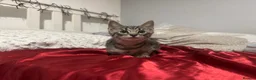 Mixed Breed cats for sale: Beautiful Male Kittens 🥰 in Dartford - Advert 8