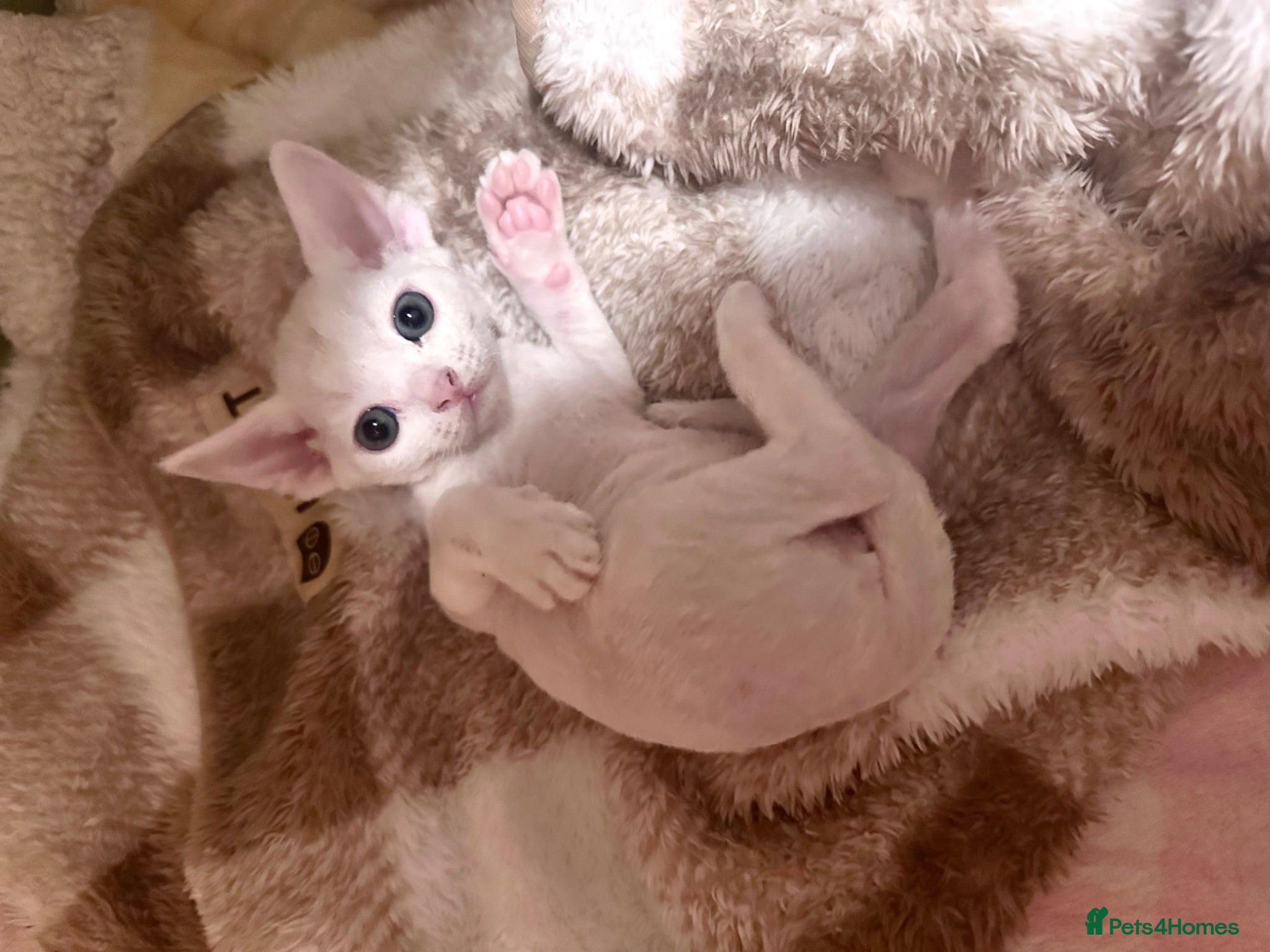 Devon Rex cats Beautiful Devon Rex kittens ❤️❤️❤️ - Advert 12