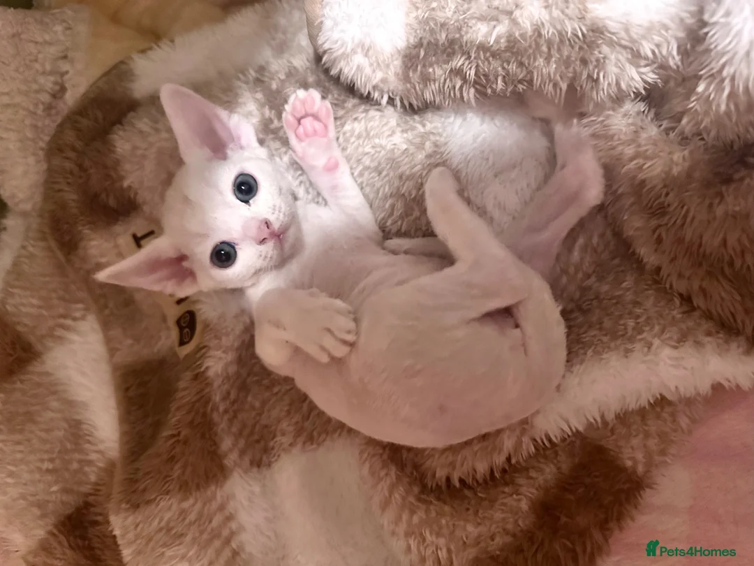 Devon Rex cats for sale: Beautiful Devon Rex kittens ❤️❤️❤️ - Advert 1
