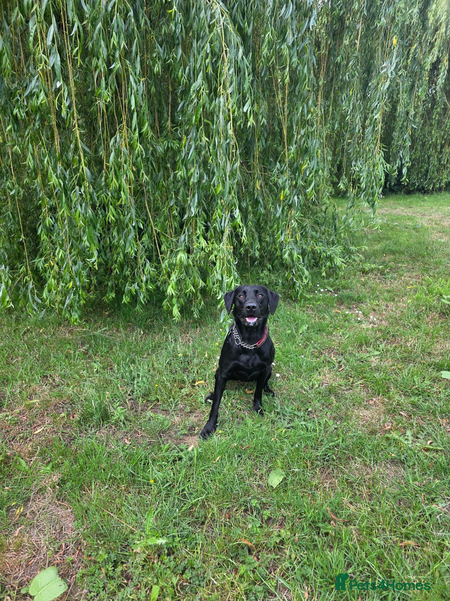 Labrador Retriever dogs Charlie - Advert 11