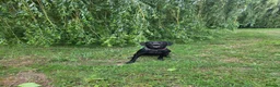 Labrador Retriever dogs for sale: Charlie - Advert 1