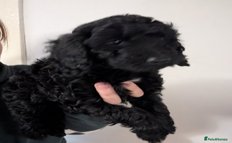 Cockapoo dogs F2b cockapoo Puppies (all females) - Advert 2