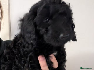 Cockapoo dogs F2b cockapoo Puppies (all females) - Advert 4