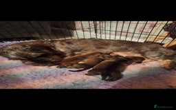 Dachshund dogs for sale: Wirehaired Dachshund - Image 2