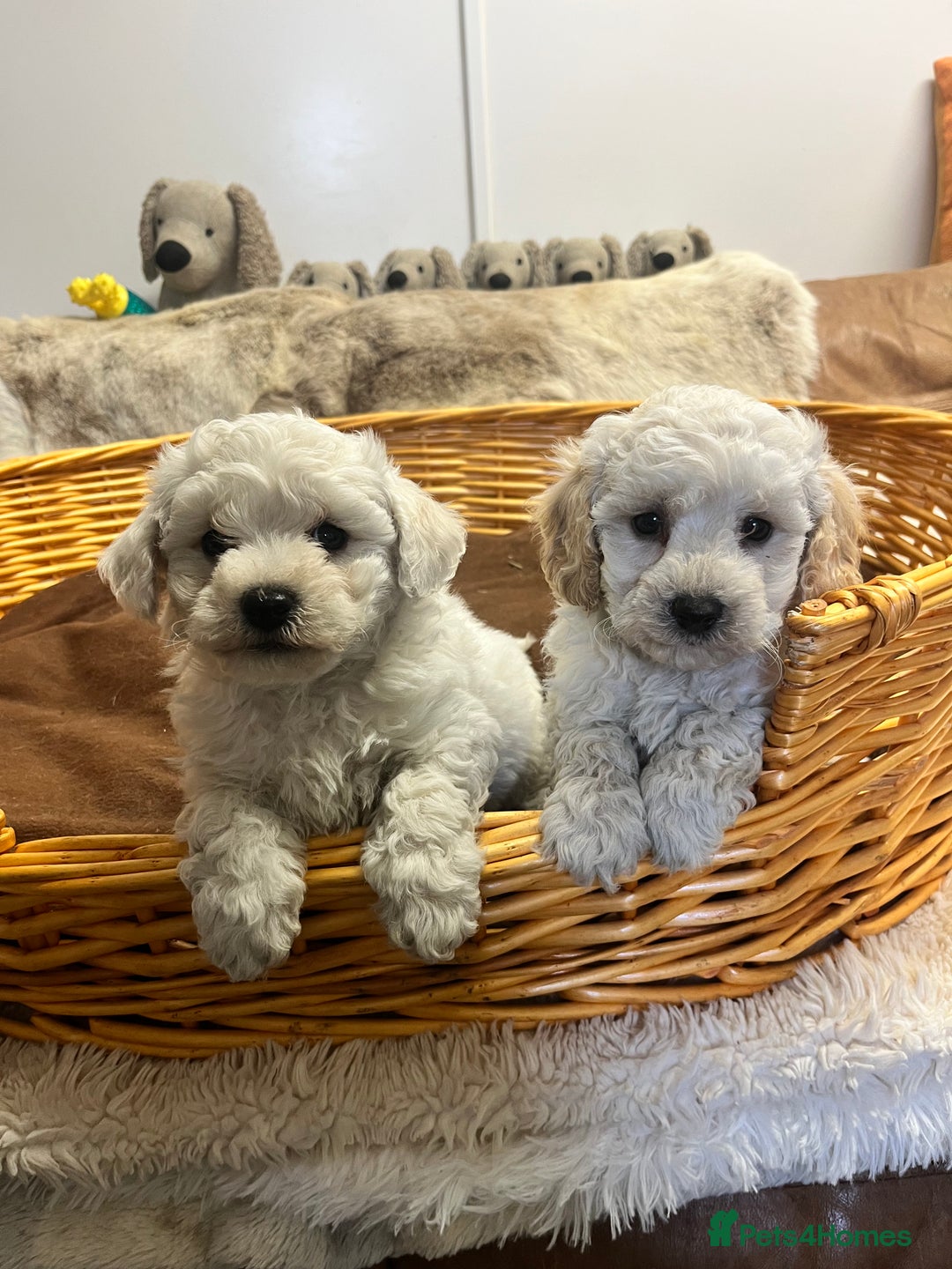 Poochon dogs for sale: Gorgeous Twin Brothers - Advert 1