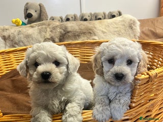 Poochon dogs Gorgeous Twin Brothers - Advert 5