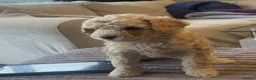 Mixed Breed dogs for sale: Toy poodle and miniature poodle mix puppies  - Advert 3