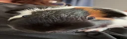 Guinea Pig rodents for sale: Two male guinea pigs in Morden - Advert 3