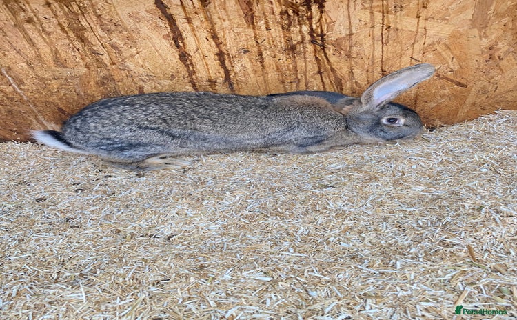 Continental Giant rabbits Beautiful Giant Rabbit Female, Eight Months Old - Advert 1