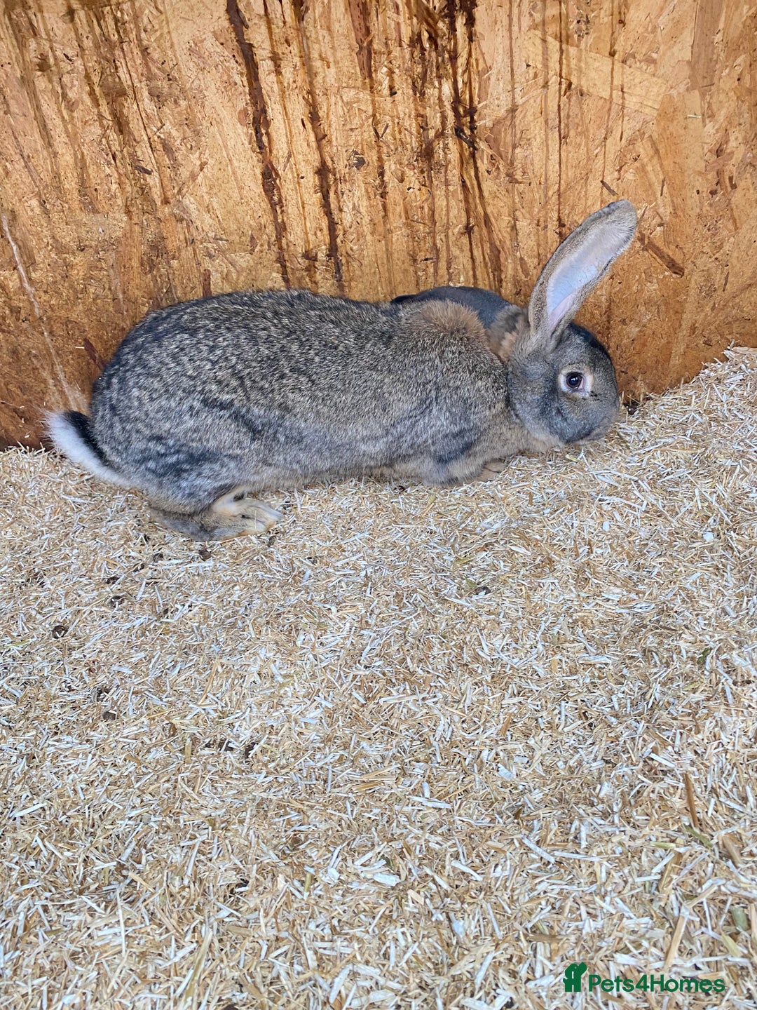 Continental Giant rabbits for sale: Beautiful Giant Rabbit Female, Eight Months Old - Advert 1