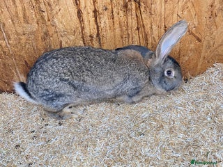 Continental Giant rabbits Beautiful Giant Rabbit Female, Eight Months Old - Advert 5