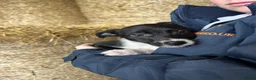 Border Collie dogs for sale: 8 Border collies puppies ready for a new home! - Advert 4