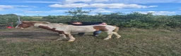 Dartmoor horses for sale: Beautiful & quiet Dartmoor Hill Colt in Colchester - Advert 6