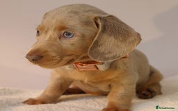 Miniature Dachshund dogs for sale: 🌟5StarsLicense+Holistic+KC+VetCheck+PRAClear - Image 15