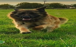 German Shepherd dogs for sale: Fabulous chunky German shepherd puppies - Image 7