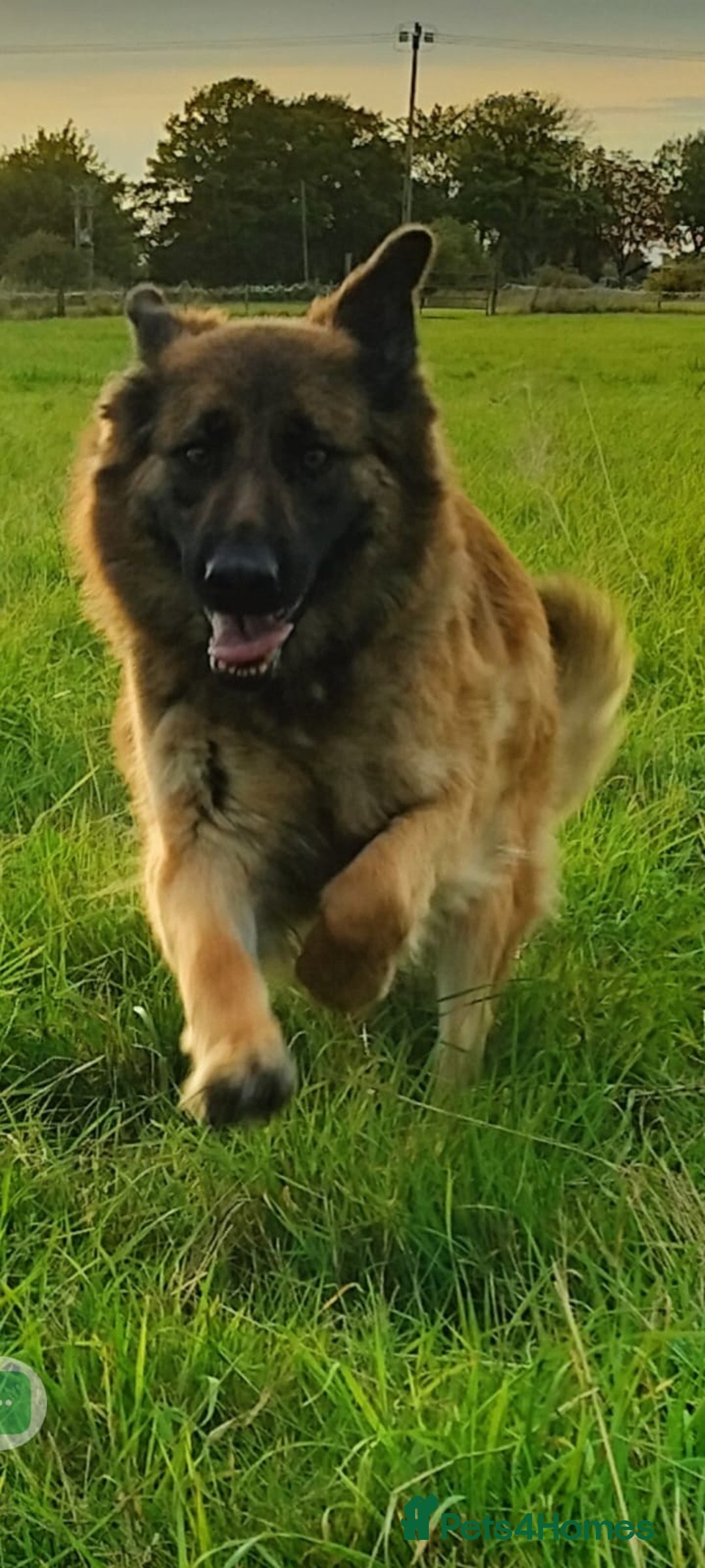 German Shepherd dogs for sale: Fabulous chunky German shepherd puppies - Image 7
