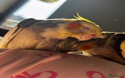 Cockatiels birds for sale: Male&female cockatiel for sale - Image 1