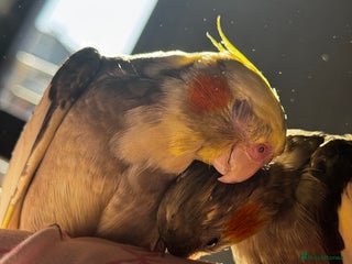 Cockatiels birds for sale - Advert 1