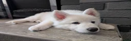 German Shepherd dogs for sale: White German shepherd KC - Advert 8
