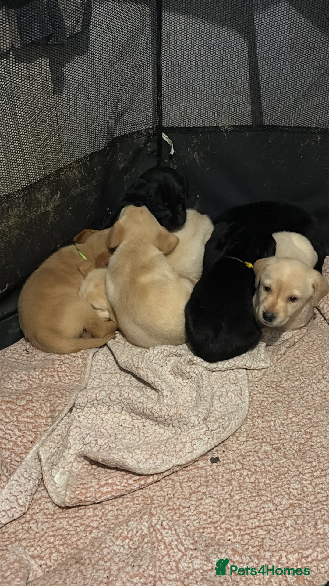 Labrador Retriever dogs for sale: 2 beautiful male labradors - Advert 4