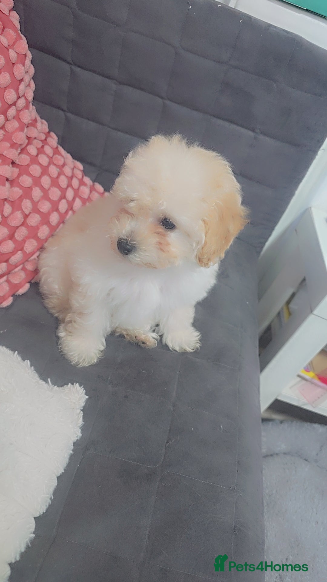 Maltese dogs for sale: Stunning little girl - Advert 4