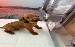 Hungarian Vizsla dogs for sale: Amazing Hungarian vizsla puppies - Image 7