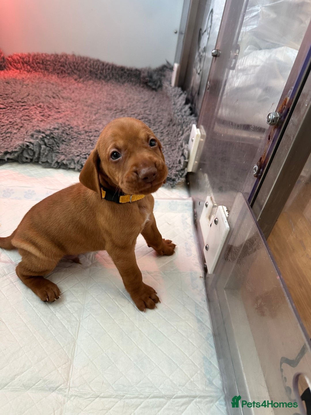 Hungarian Vizsla dogs for sale: Amazing Hungarian vizsla puppies - Image 7