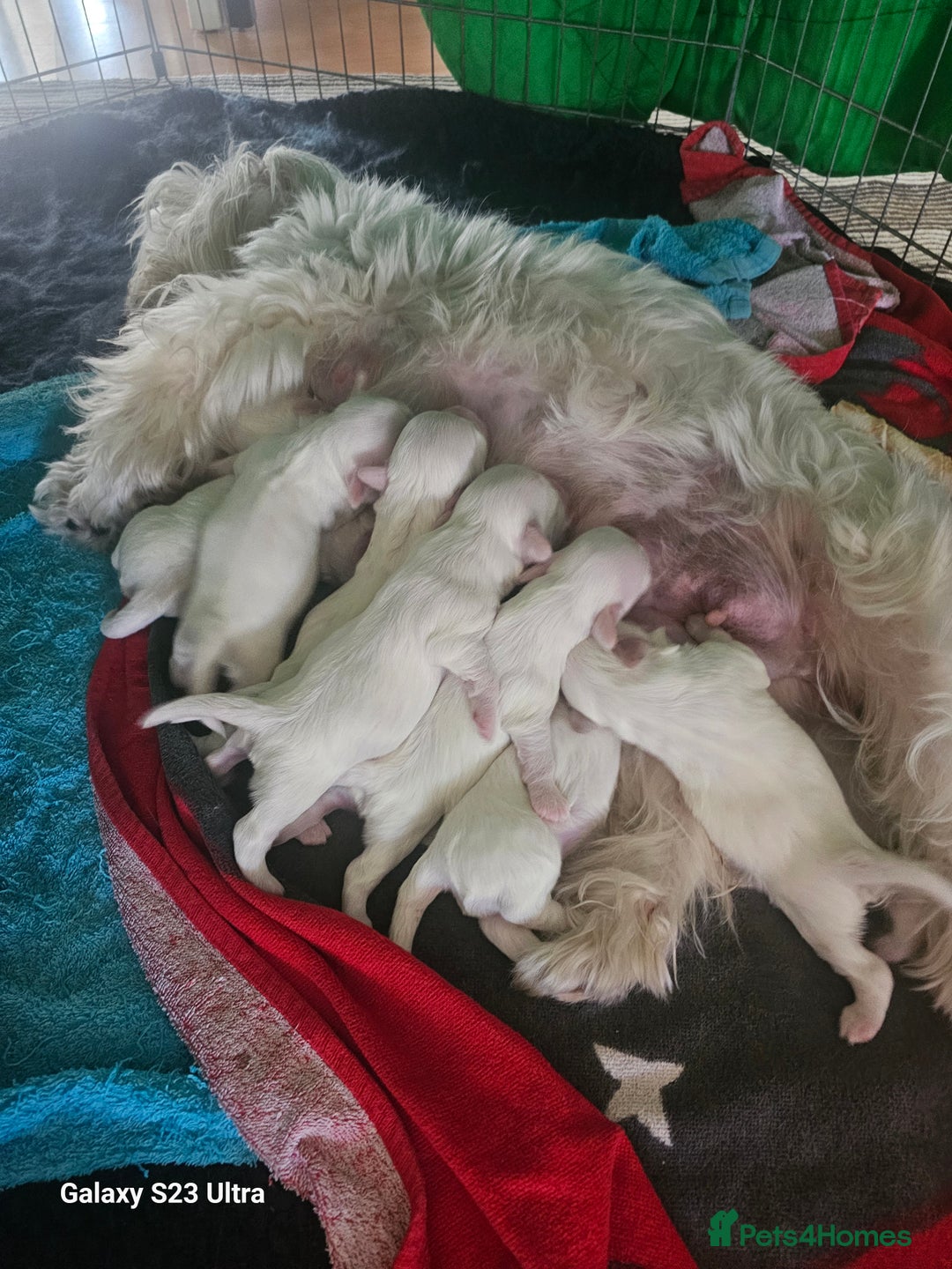 Maltese dogs for sale: Adorable Maltese Puppies for Sale! - Image 4