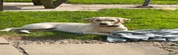 Mixed Breed dogs for sale: Labrador cross in Bridport - Advert 1